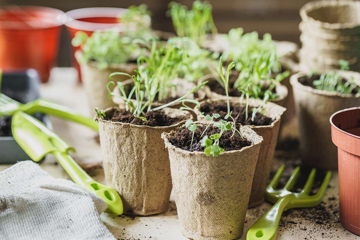 piccoli vasi con piantine per coltivazione orto in casa